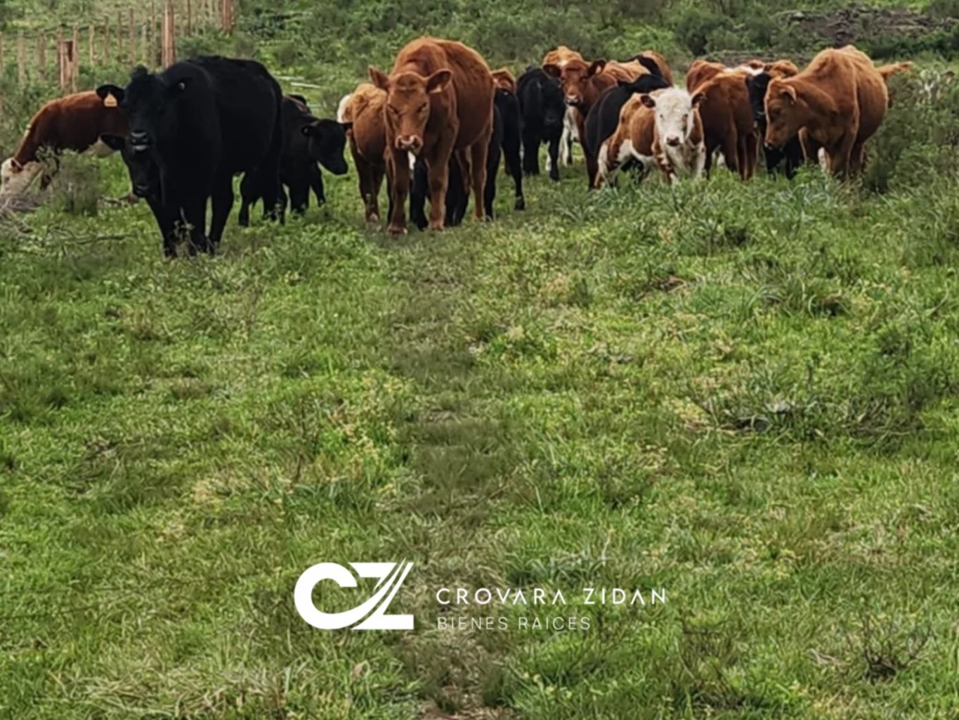 Campo en Migues, propiedad 283380 -Imagen 13