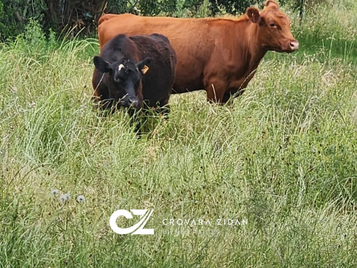 Campo en Migues, propiedad 283380 -Imagen 23