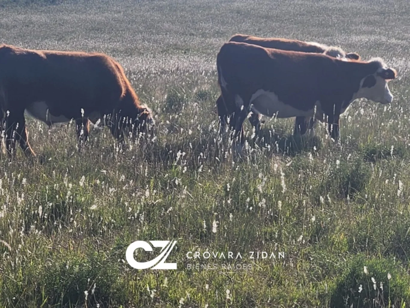 Campo en Migues, propiedad 283380 -Imagen 25