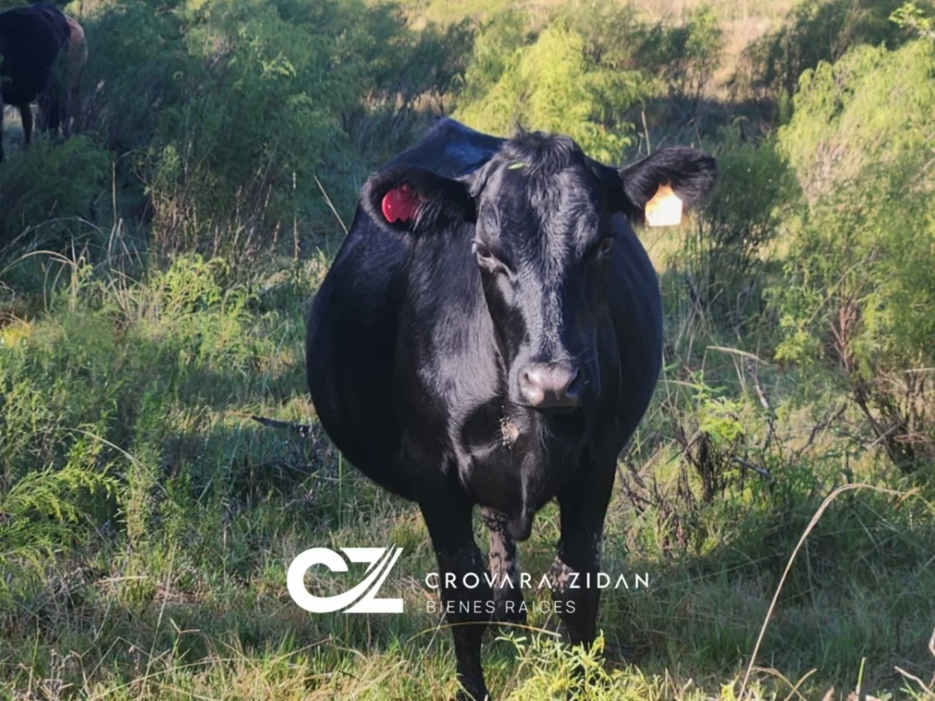 Campo en Migues, propiedad 283380 -Imagen 5