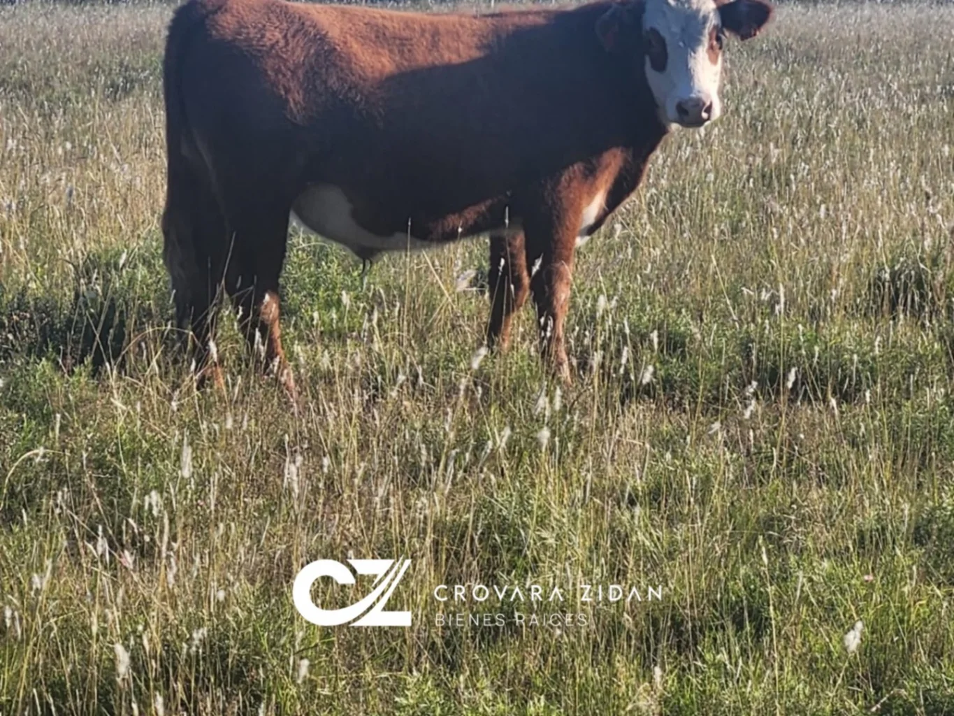 Campo en Migues, propiedad 283380 -Imagen 7