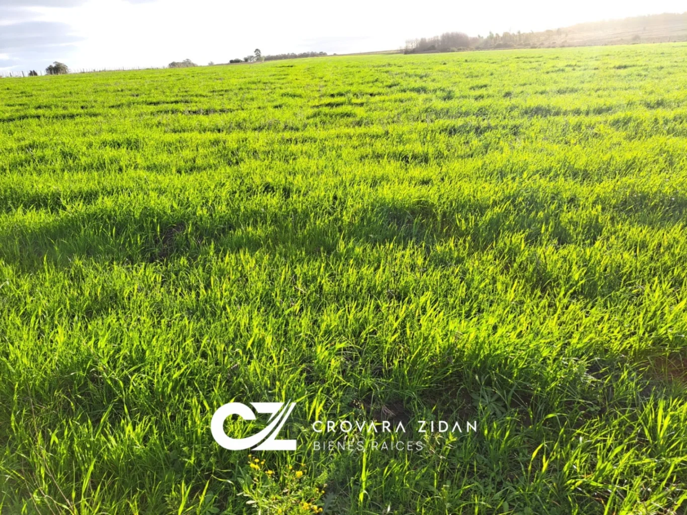 Campo en Migues, propiedad 287040 -Imagen 10