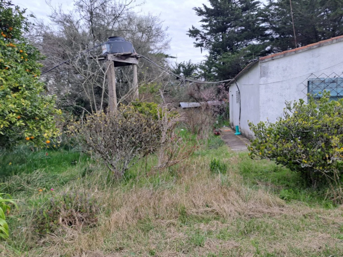 Chacra en Tala, propiedad 287354 -Imagen 23
