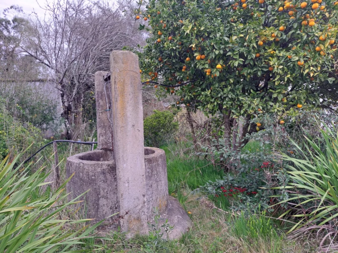 Chacra en Tala, propiedad 287354 -Imagen 5
