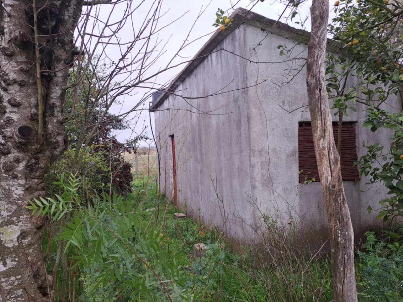 Chacra en Tala, propiedad 287354 -Imagen 6