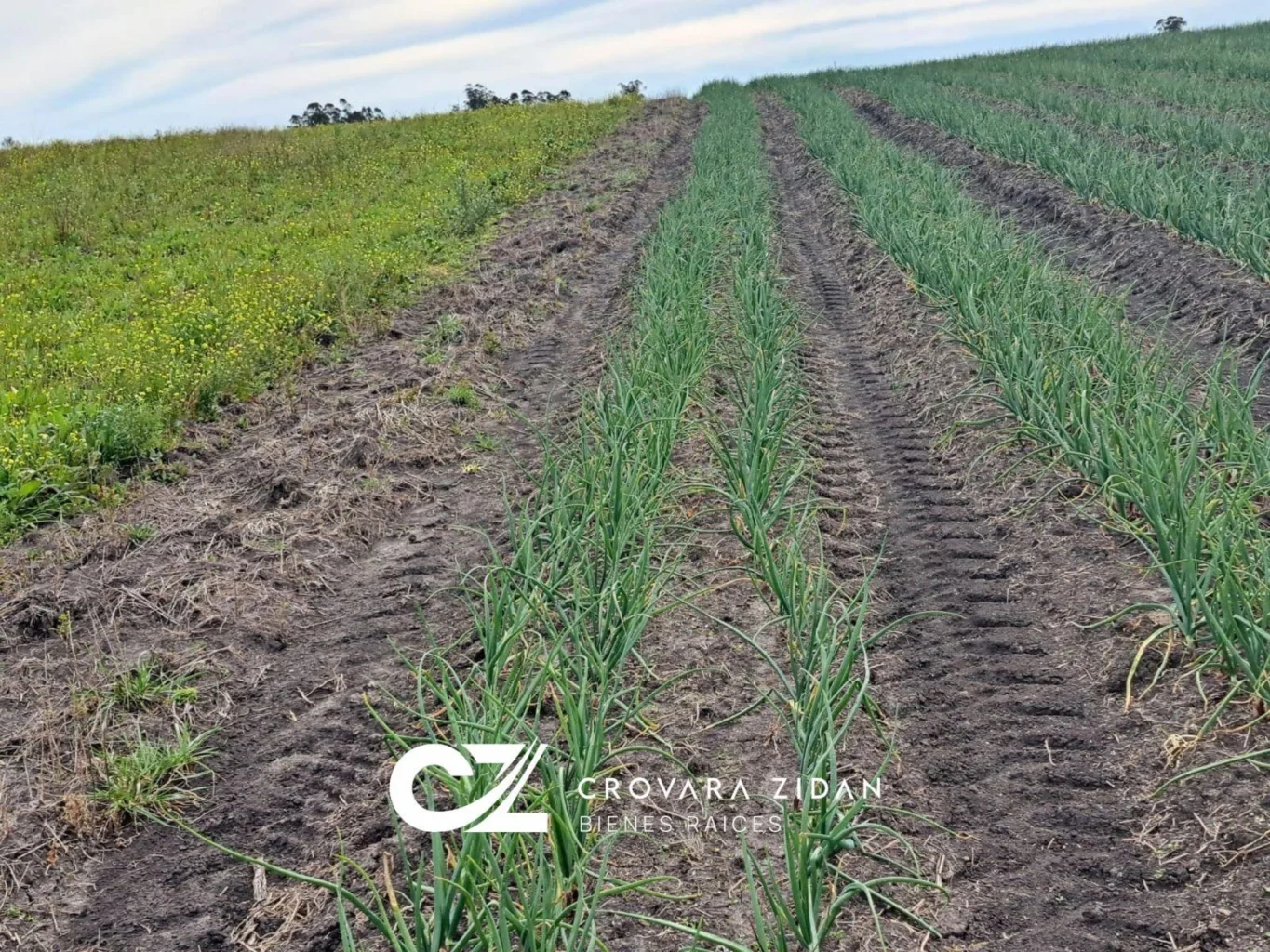 Campo en Santa Rosa, propiedad 296452 -Imagen 18