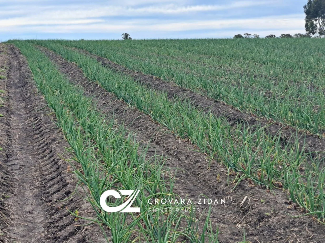 Campo en Santa Rosa, propiedad 296452 -Imagen 4