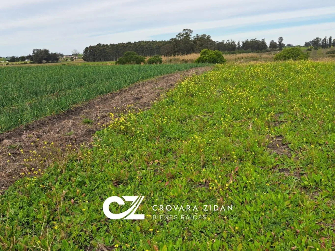 Campo en Santa Rosa, propiedad 296452 -Imagen 10