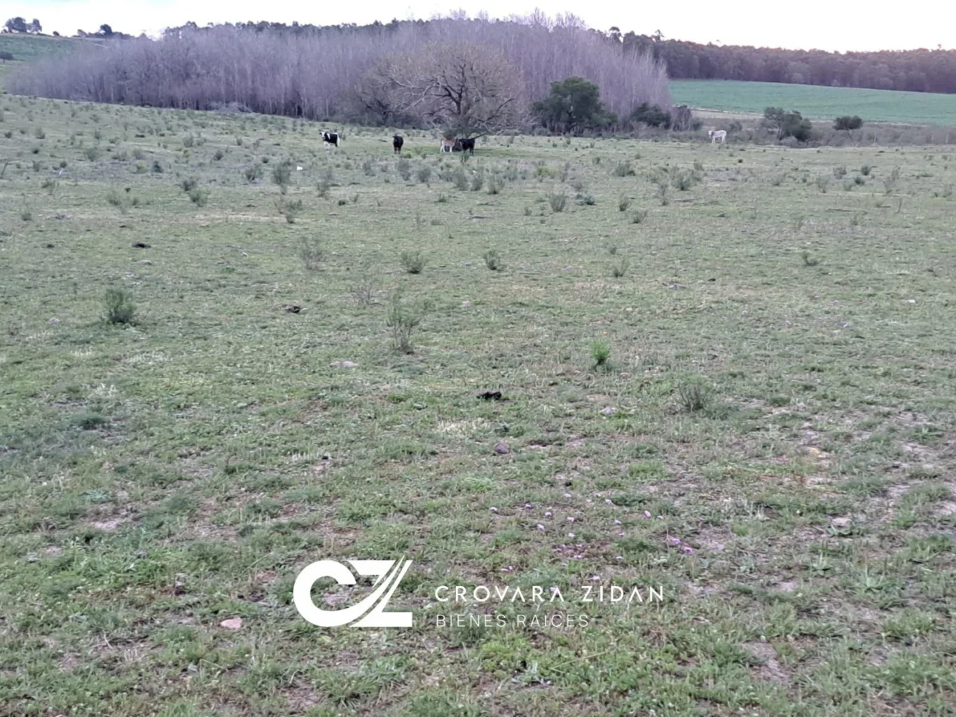 Campo en Migues, propiedad 299288 -Imagen 22