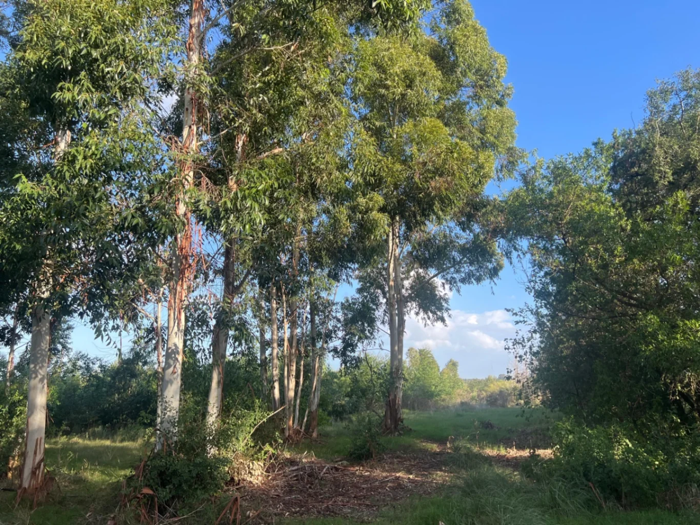Campo en Peñarol, propiedad 257927 -Imagen 3
