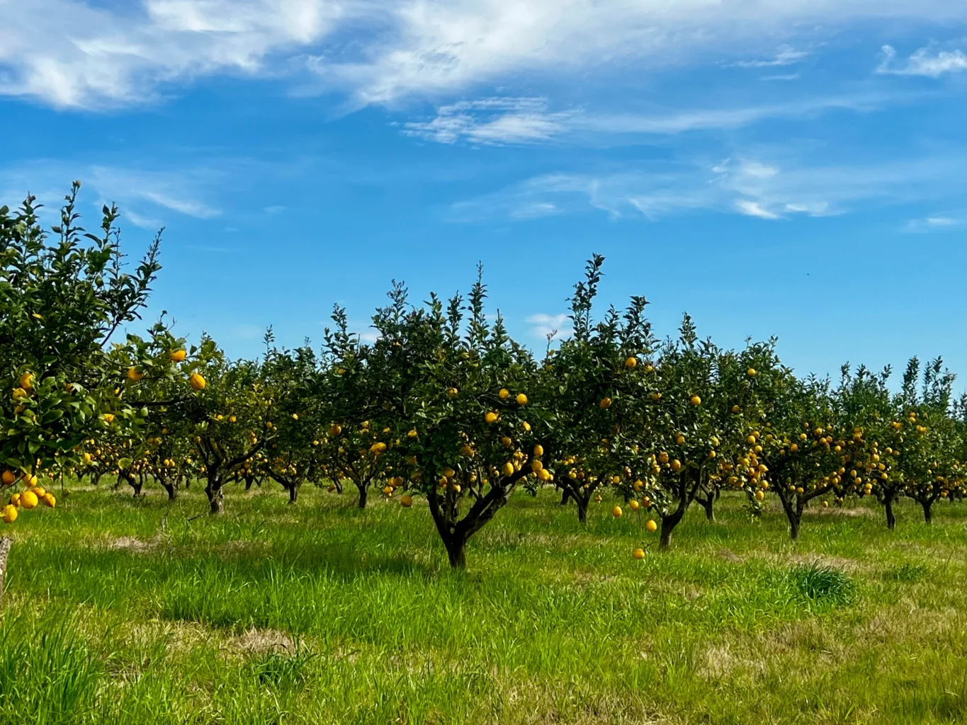 Campo en Melilla, propiedad 298448 -Imagen 2