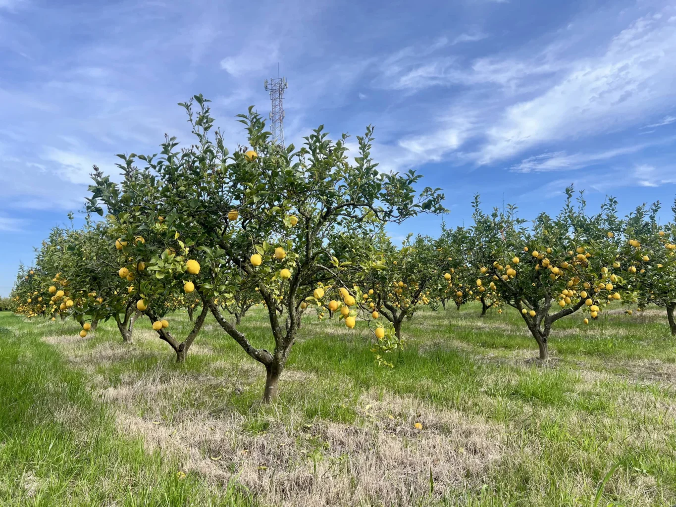 Campo en Melilla, propiedad 298448 -Imagen 5