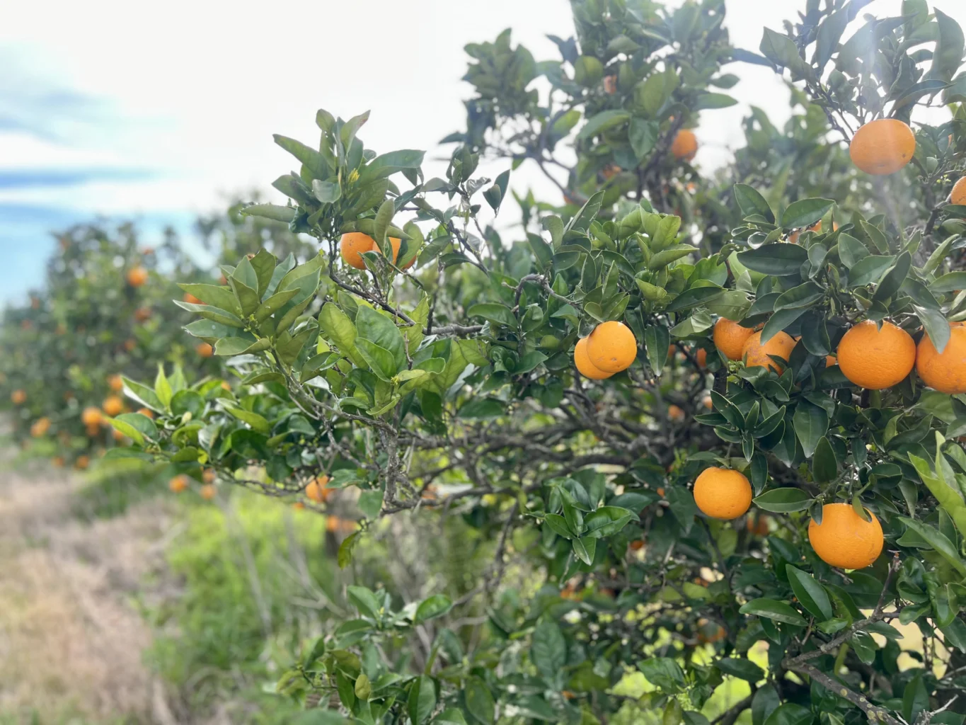 Campo en Melilla, propiedad 298449 -Imagen 2