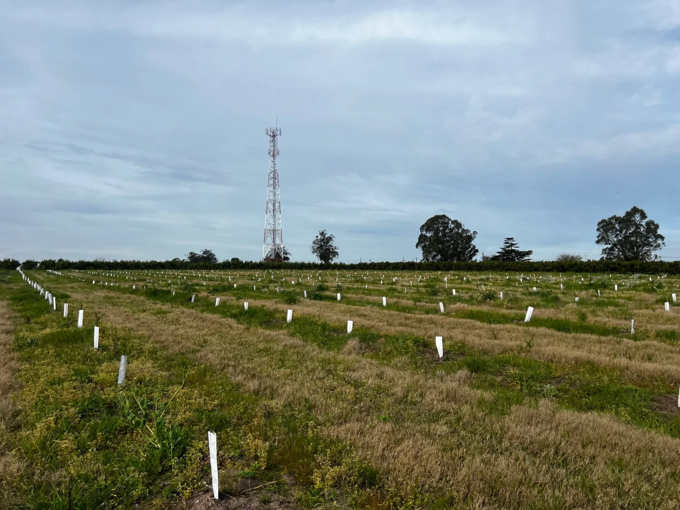 Campo en Melilla, propiedad 298449 -Imagen 4