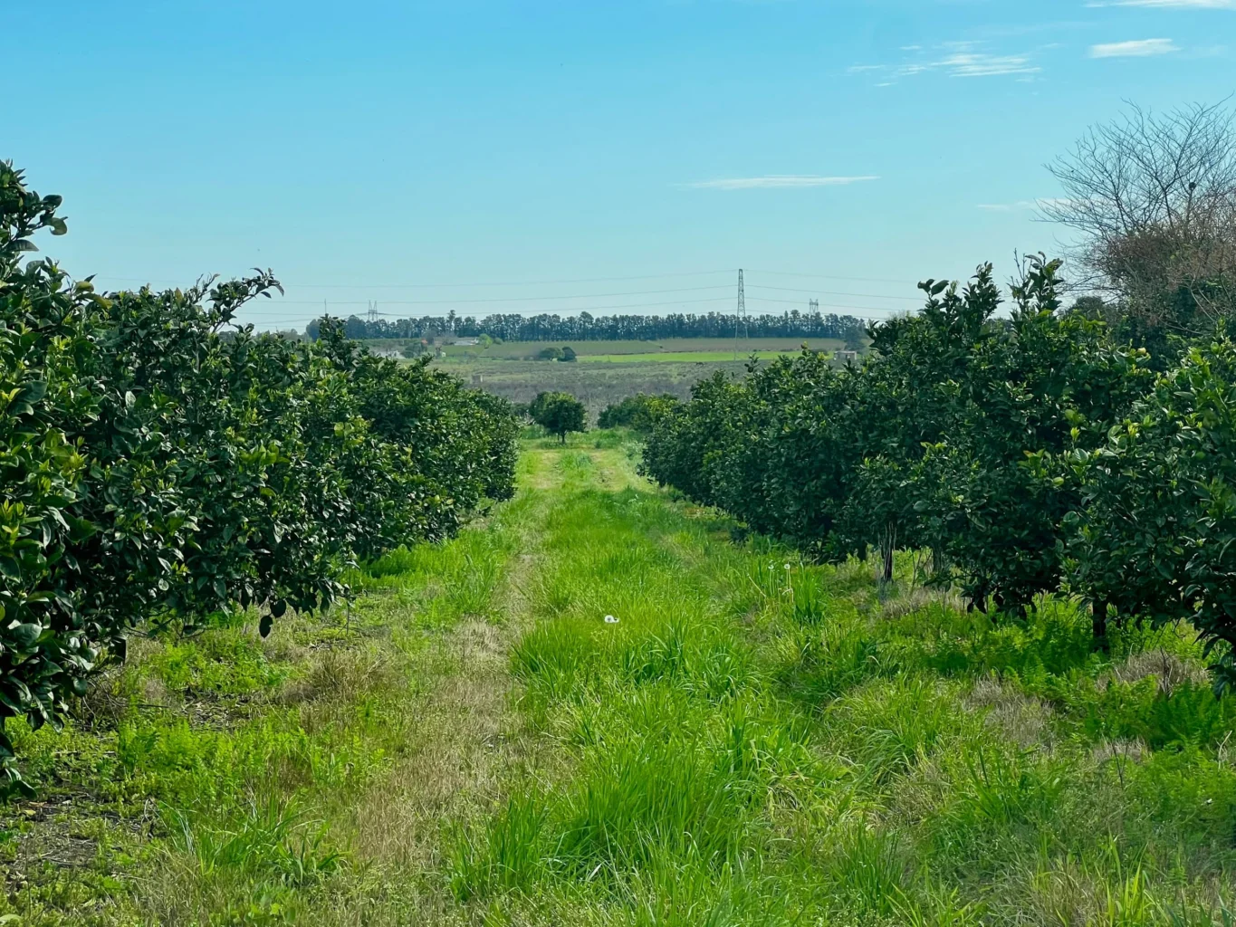 Campo en Melilla, propiedad 298449 -Imagen 6