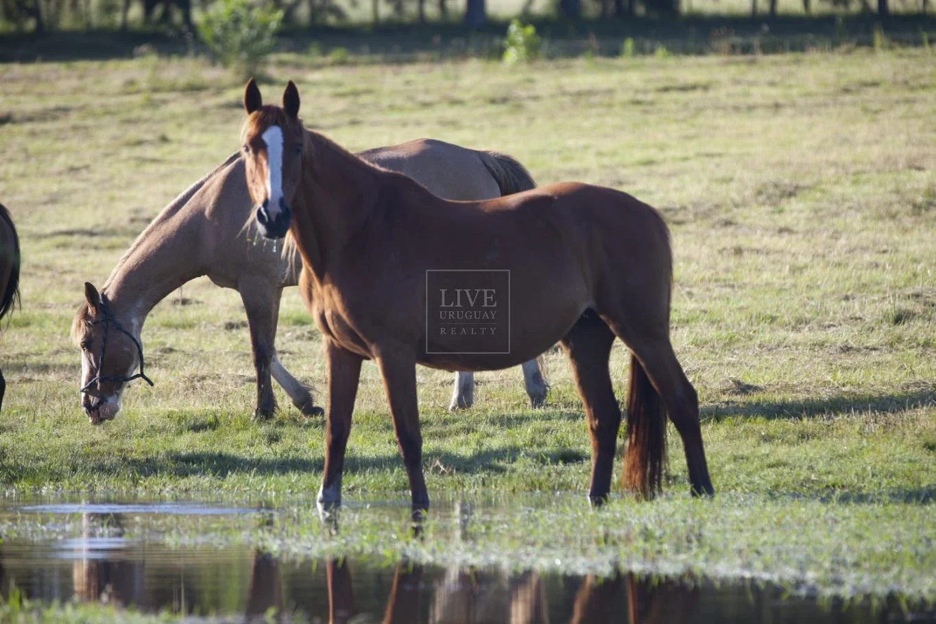 Chacra en José Ignacio, propiedad 3994 -Imagen 7