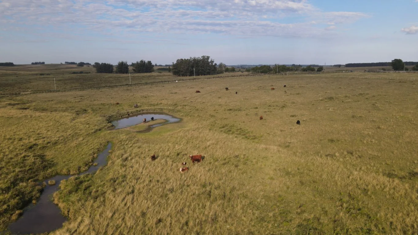 Campo en José Ignacio, propiedad 289775 -Imagen 12