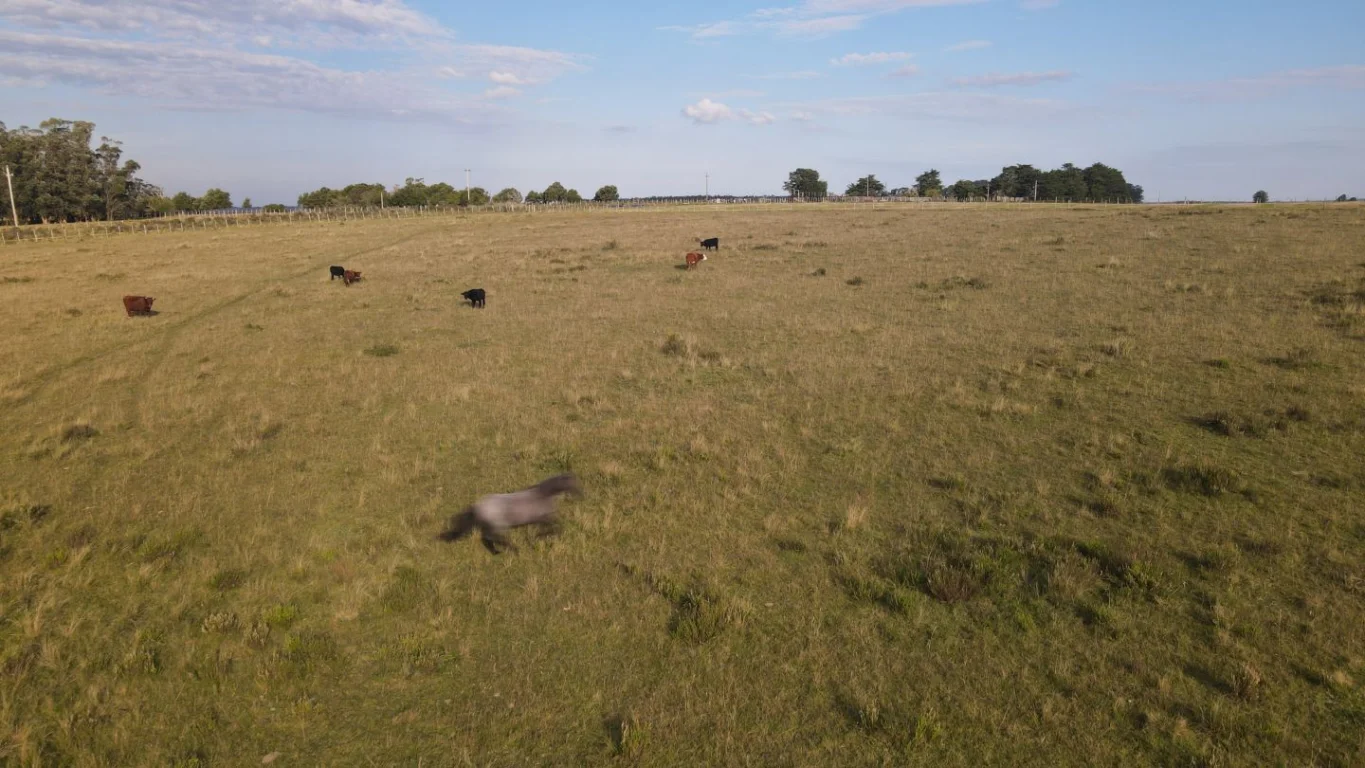 Campo en José Ignacio, propiedad 289775 -Imagen 15