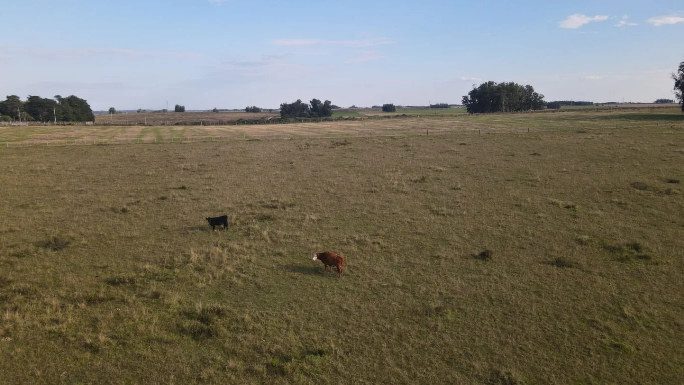 Campo en José Ignacio, propiedad 289775 -Imagen 17