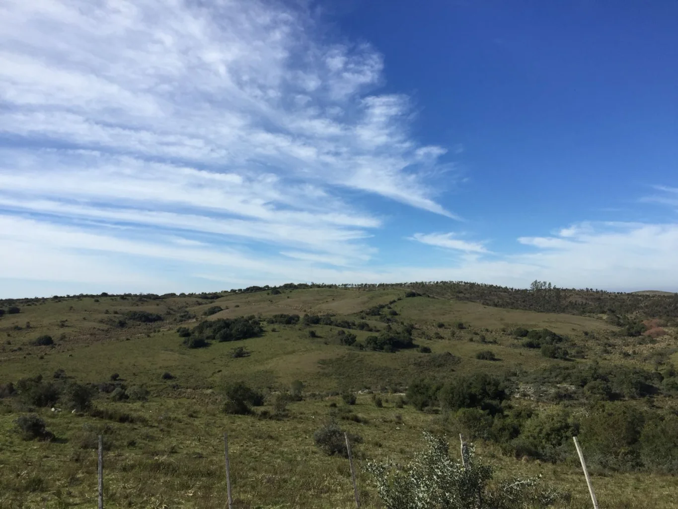 Campo en Punta del Este, propiedad 289964 -Imagen 6