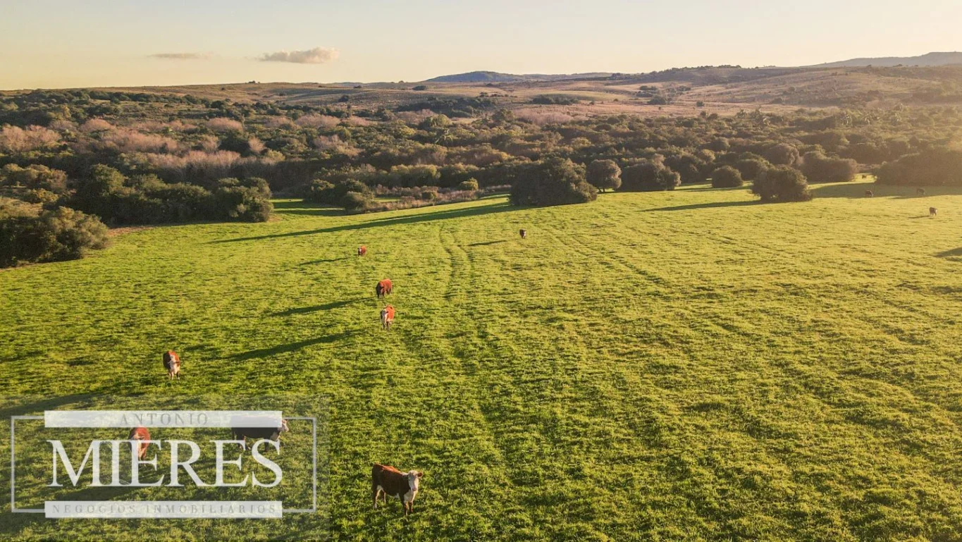 Campo en José Ignacio, propiedad 290234 -Imagen 10