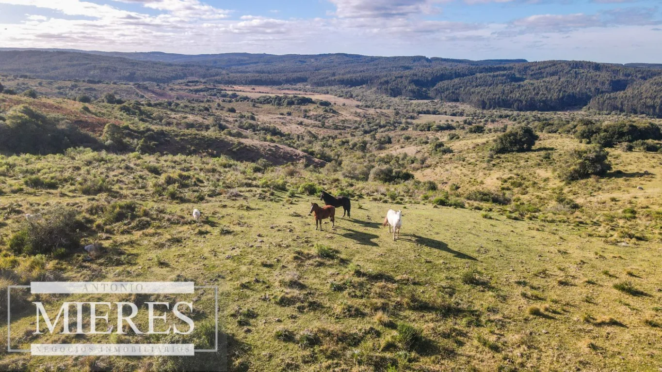 Campo en José Ignacio, propiedad 290246 -Imagen 15