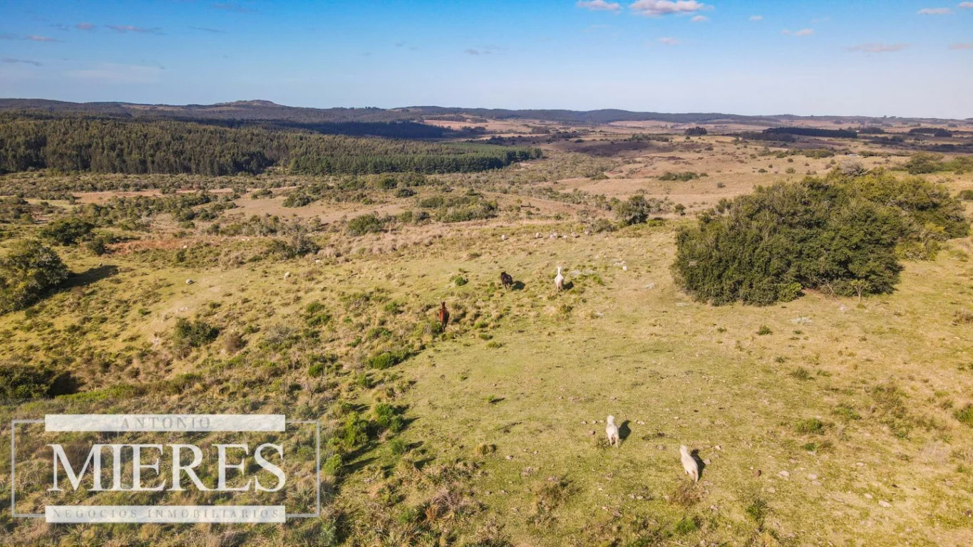 Campo en José Ignacio, propiedad 290246 -Imagen 16