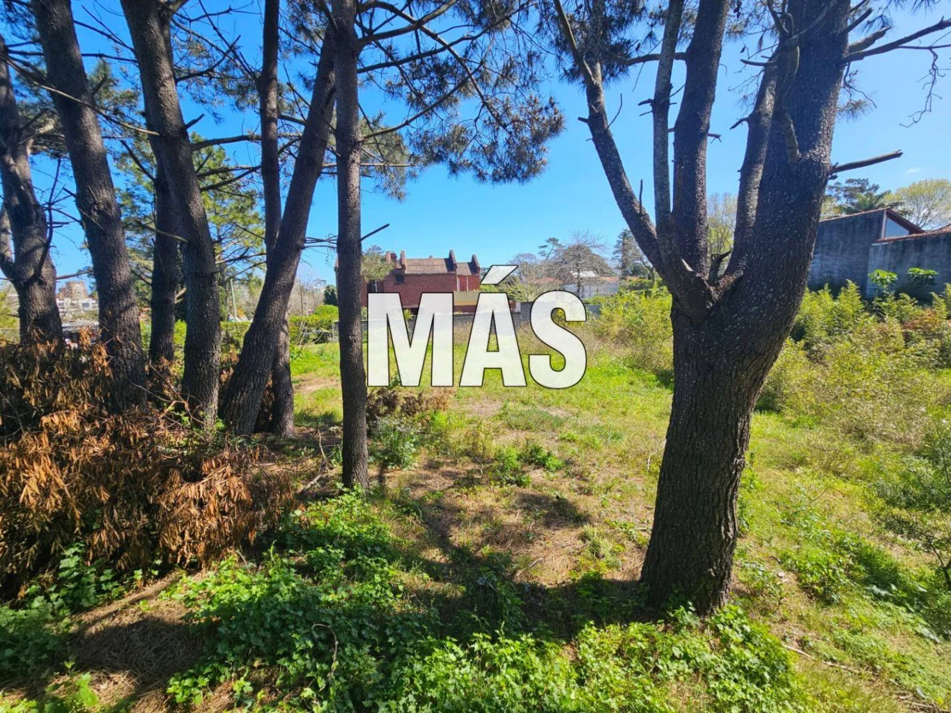 Terreno en Pinares, propiedad 295300 -Imagen 6