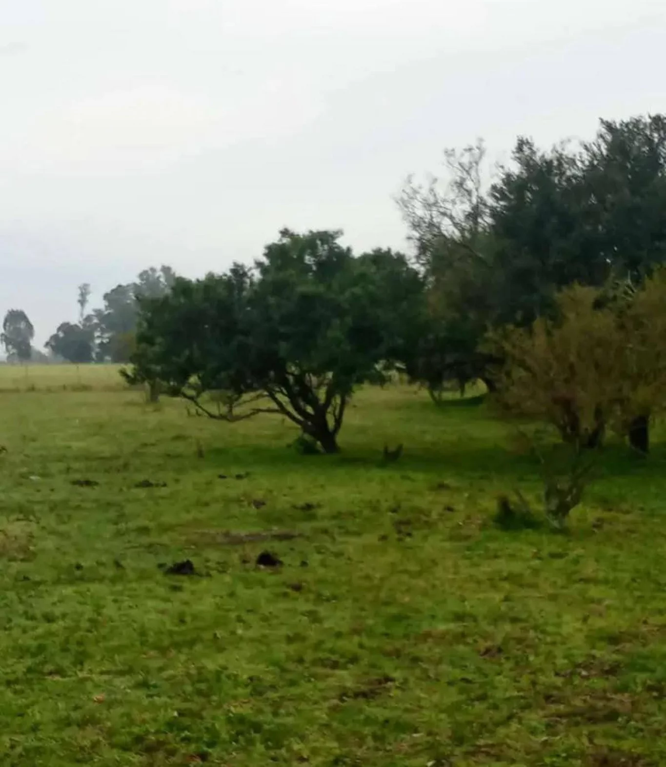 Chacra en Los Cerrillos, propiedad 270659 -Imagen 3