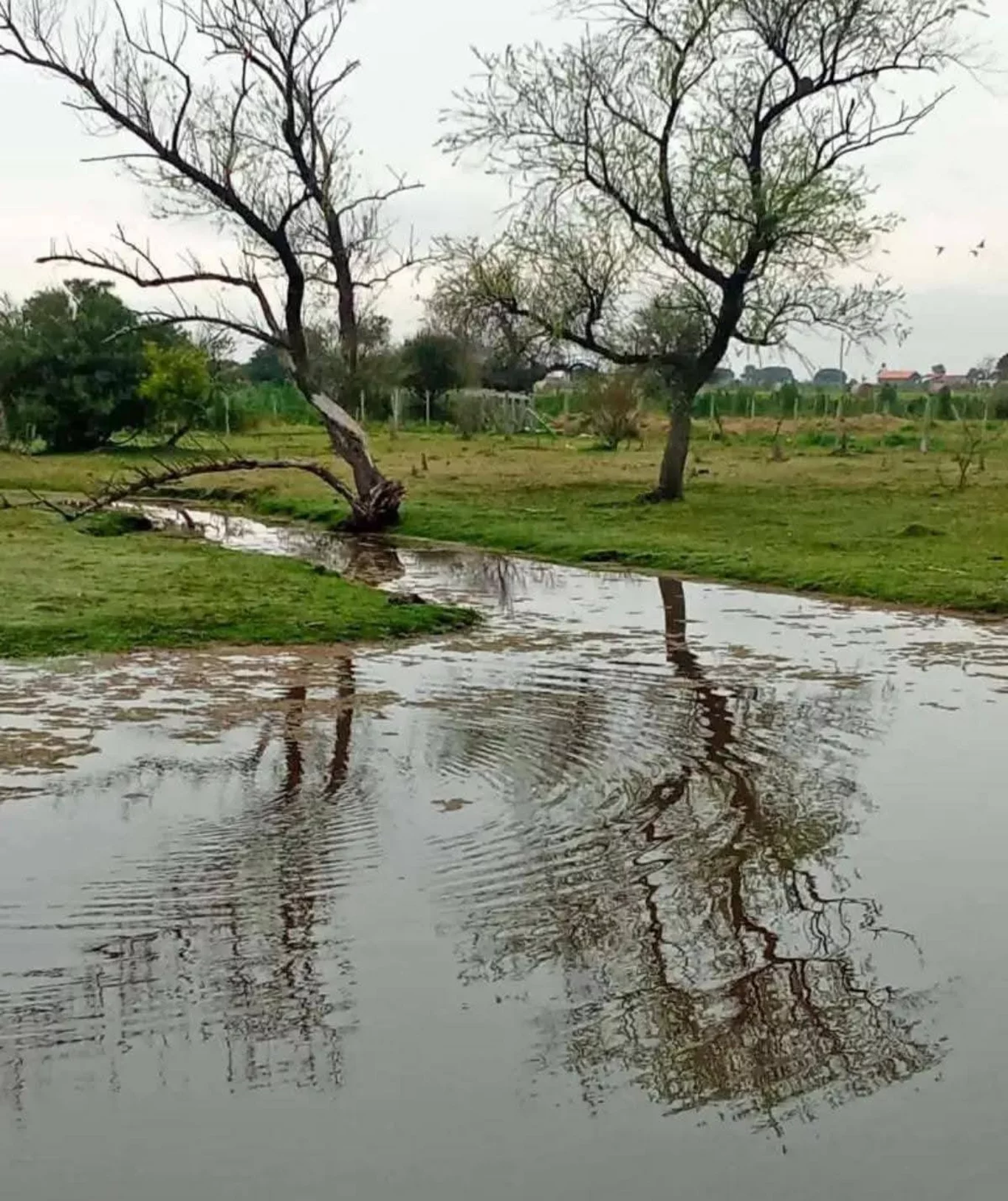 Chacra en Los Cerrillos, propiedad 270659 -Imagen 1