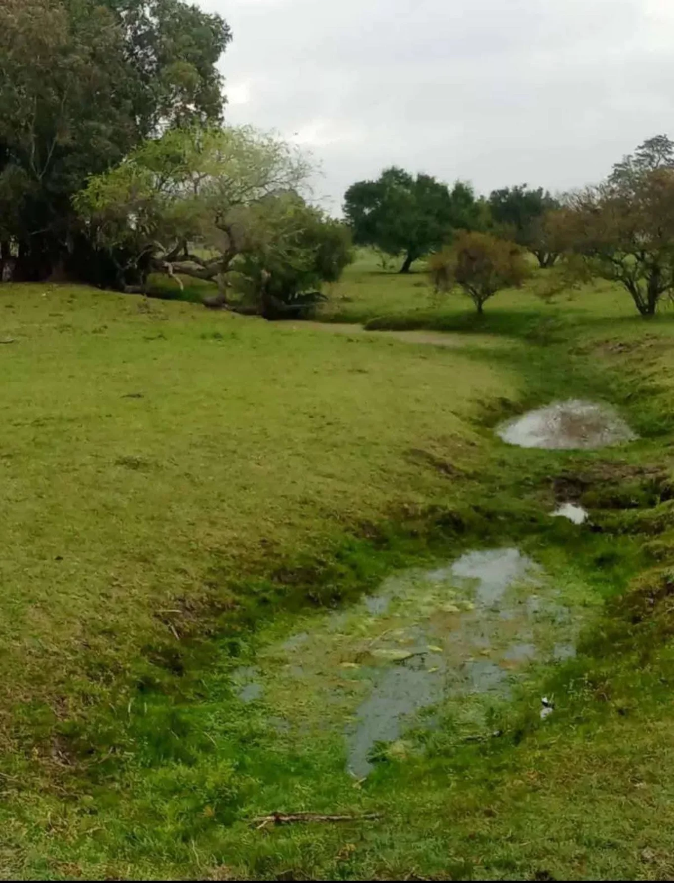 Chacra en Los Cerrillos, propiedad 270659 -Imagen 4