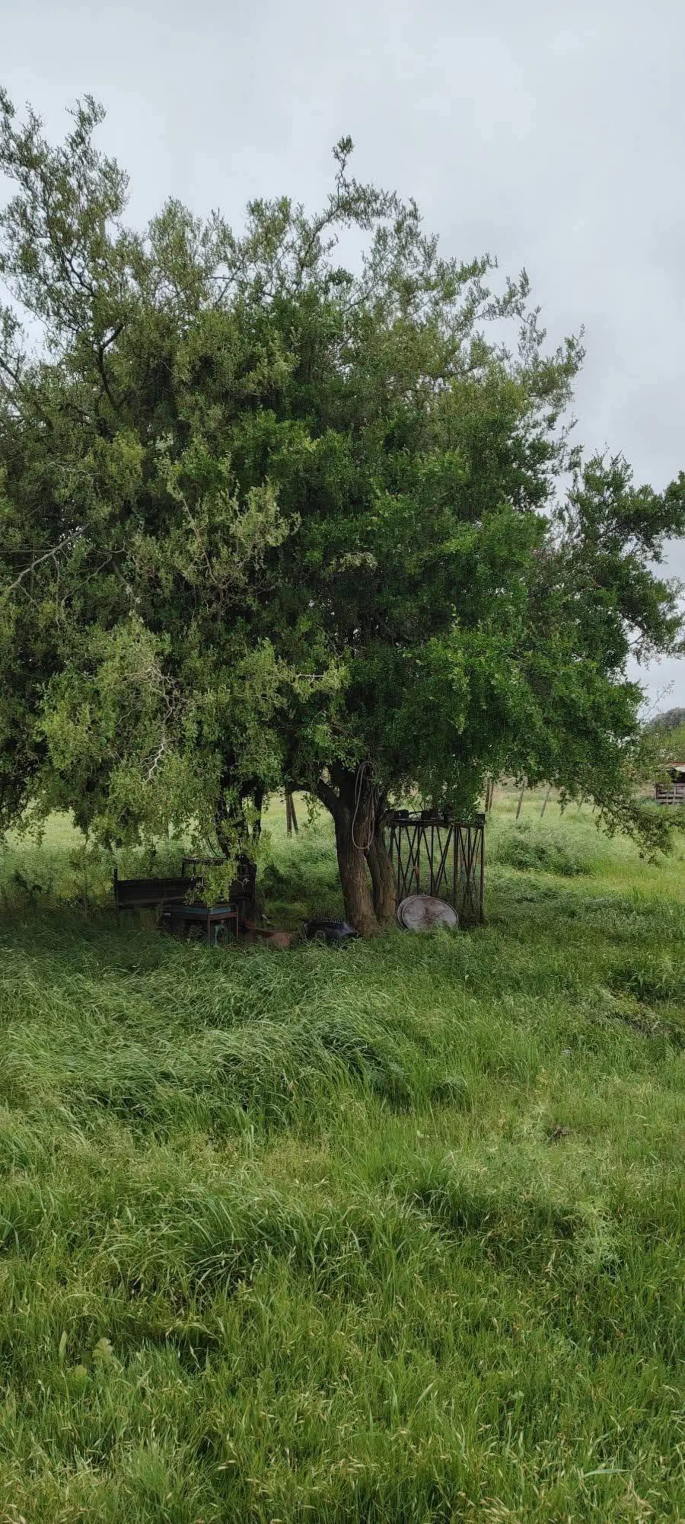 Chacra en Los Cerrillos, propiedad 270659 -Imagen 5