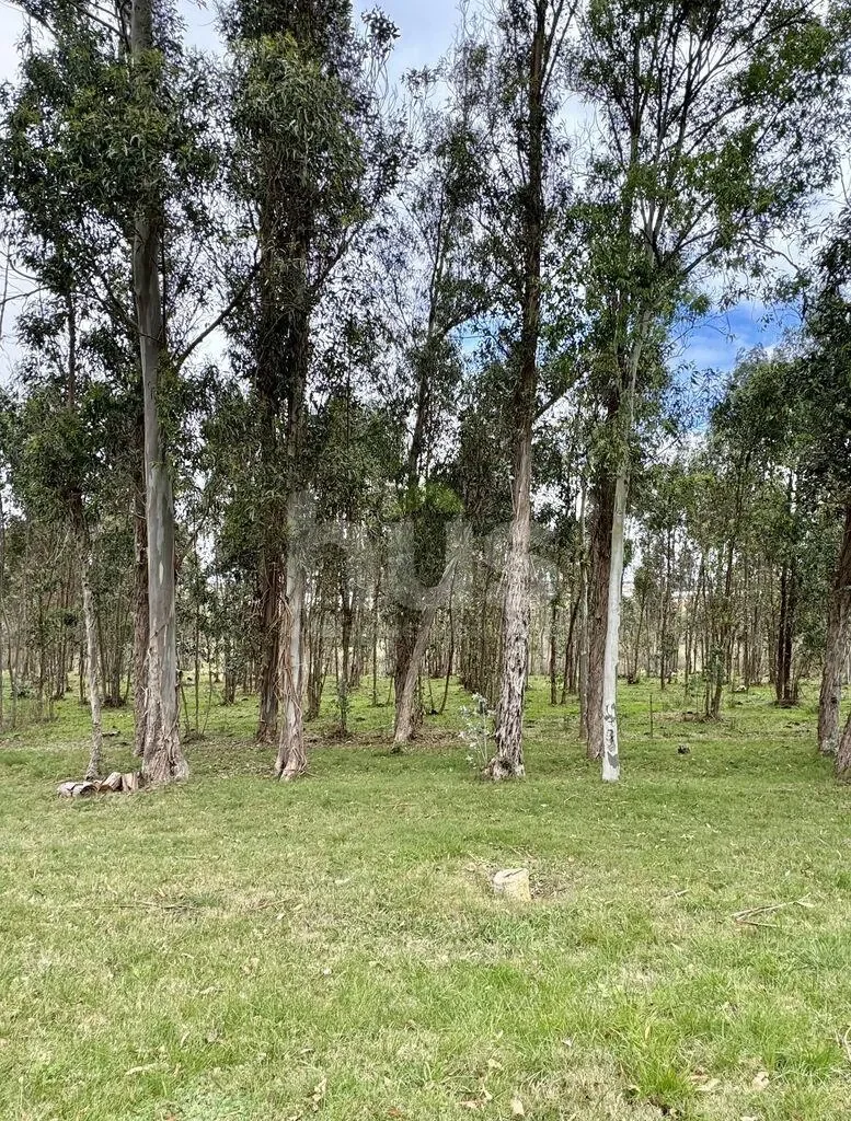 Campo en Las Brujas, propiedad 296830 -Imagen 15