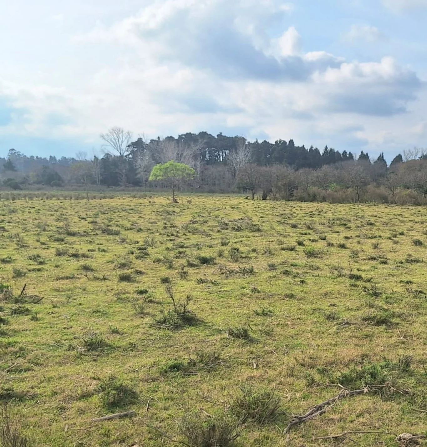 Campo en Rincon de Pando, propiedad 272916 -Imagen 5