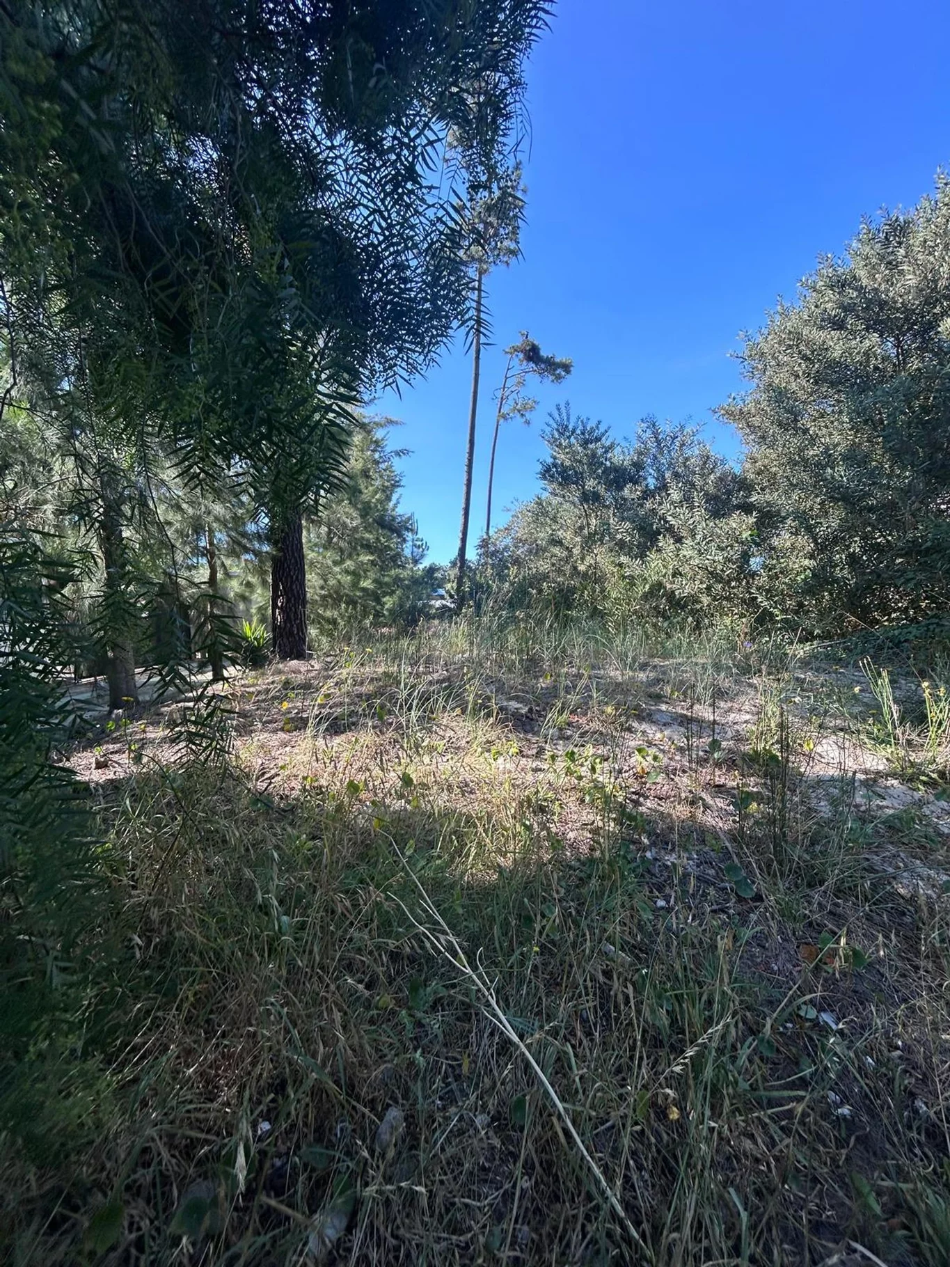 Terreno en Pinar Norte, propiedad 274403 -Imagen 2