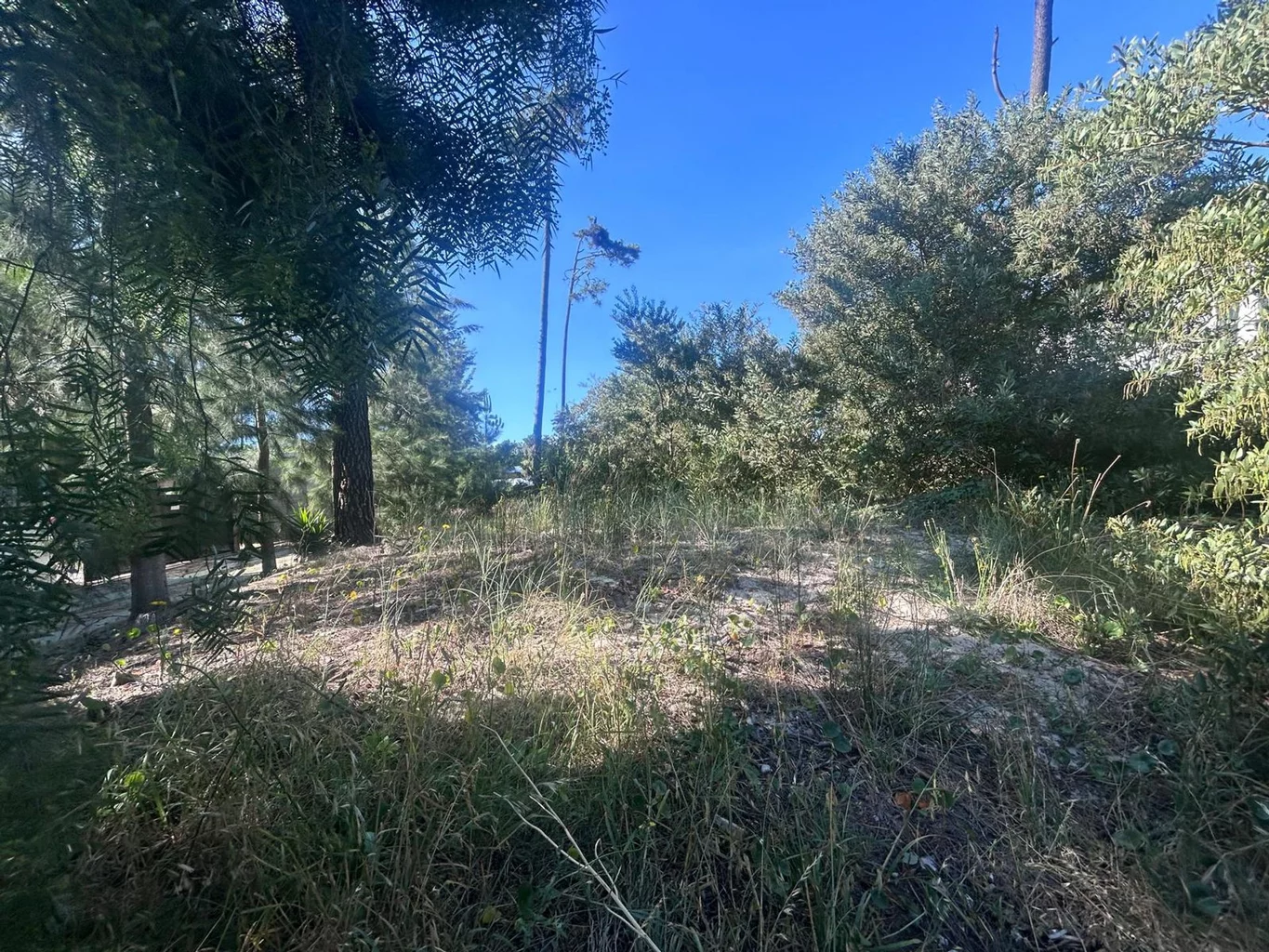 Terreno en Pinar Norte, propiedad 274403 -Imagen 1