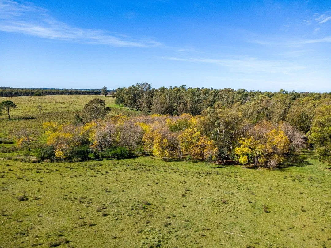 Campo en Rincon de Pando, propiedad 289322 -Imagen 7