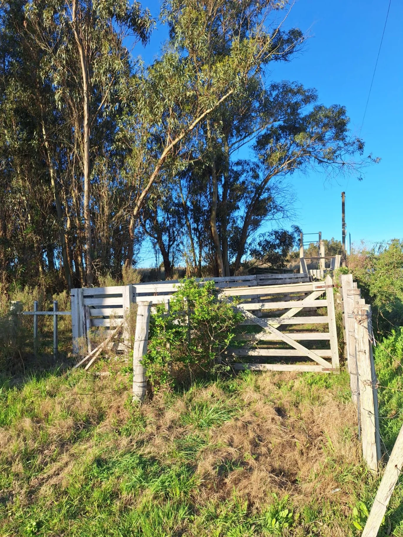 Campo en Rincon de Pando, propiedad 294399 -Imagen 2