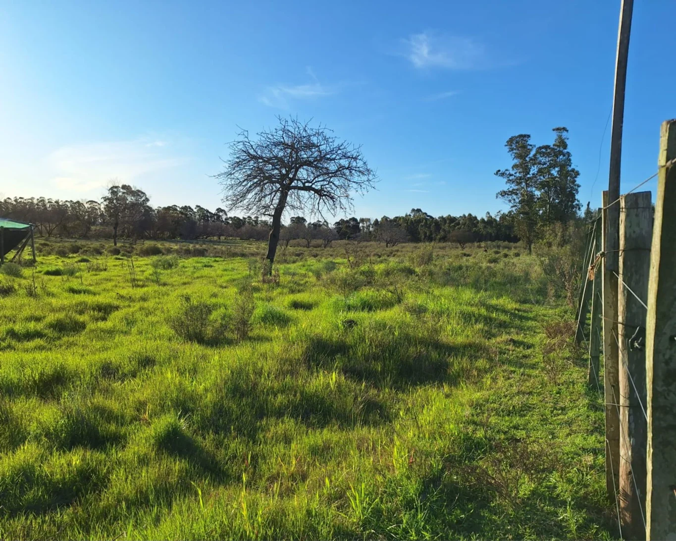 Campo en Rincon de Pando, propiedad 294399 -Imagen 6