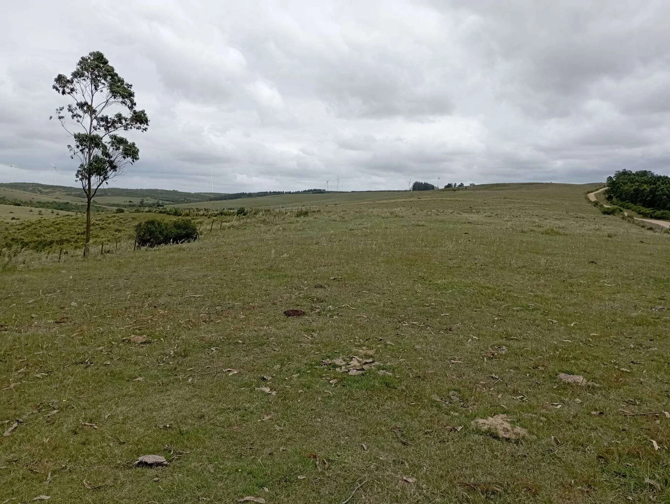 Campo en Castillos, propiedad 263093 -Imagen 17