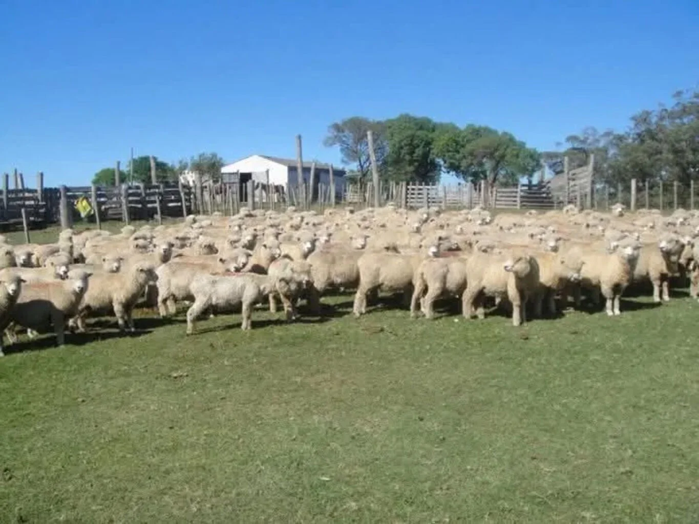 Campo en Castillos, propiedad 263093 -Imagen 3