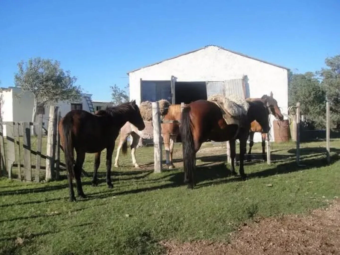 Campo en Castillos, propiedad 263093 -Imagen 21