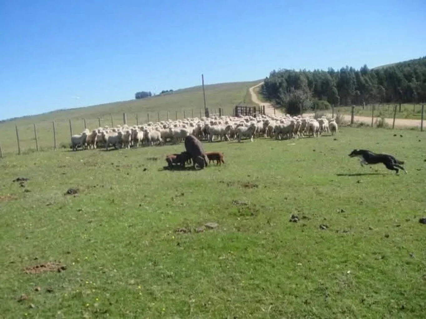 Campo en Castillos, propiedad 263093 -Imagen 22
