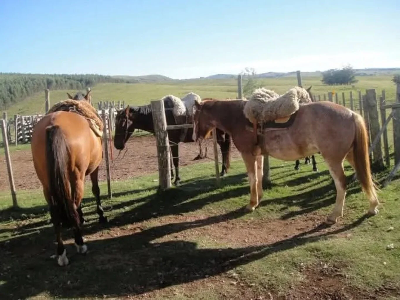 Campo en Castillos, propiedad 263093 -Imagen 4