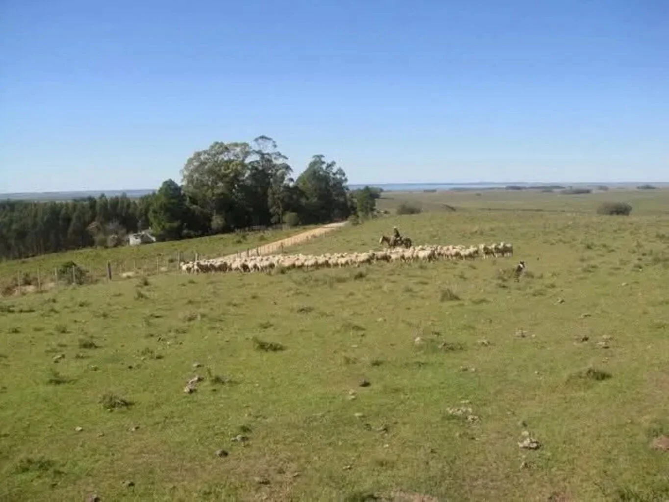 Campo en Castillos, propiedad 263093 -Imagen 6