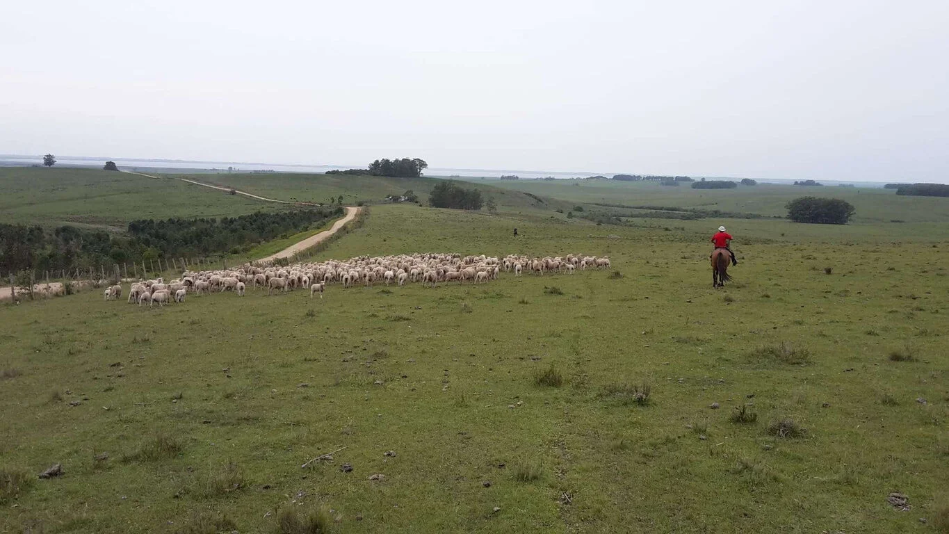 Campo en Castillos, propiedad 263093 -Imagen 7