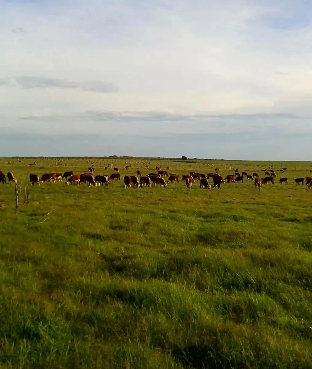 Campo en Los Cerrillos, propiedad 287788 -Imagen 7