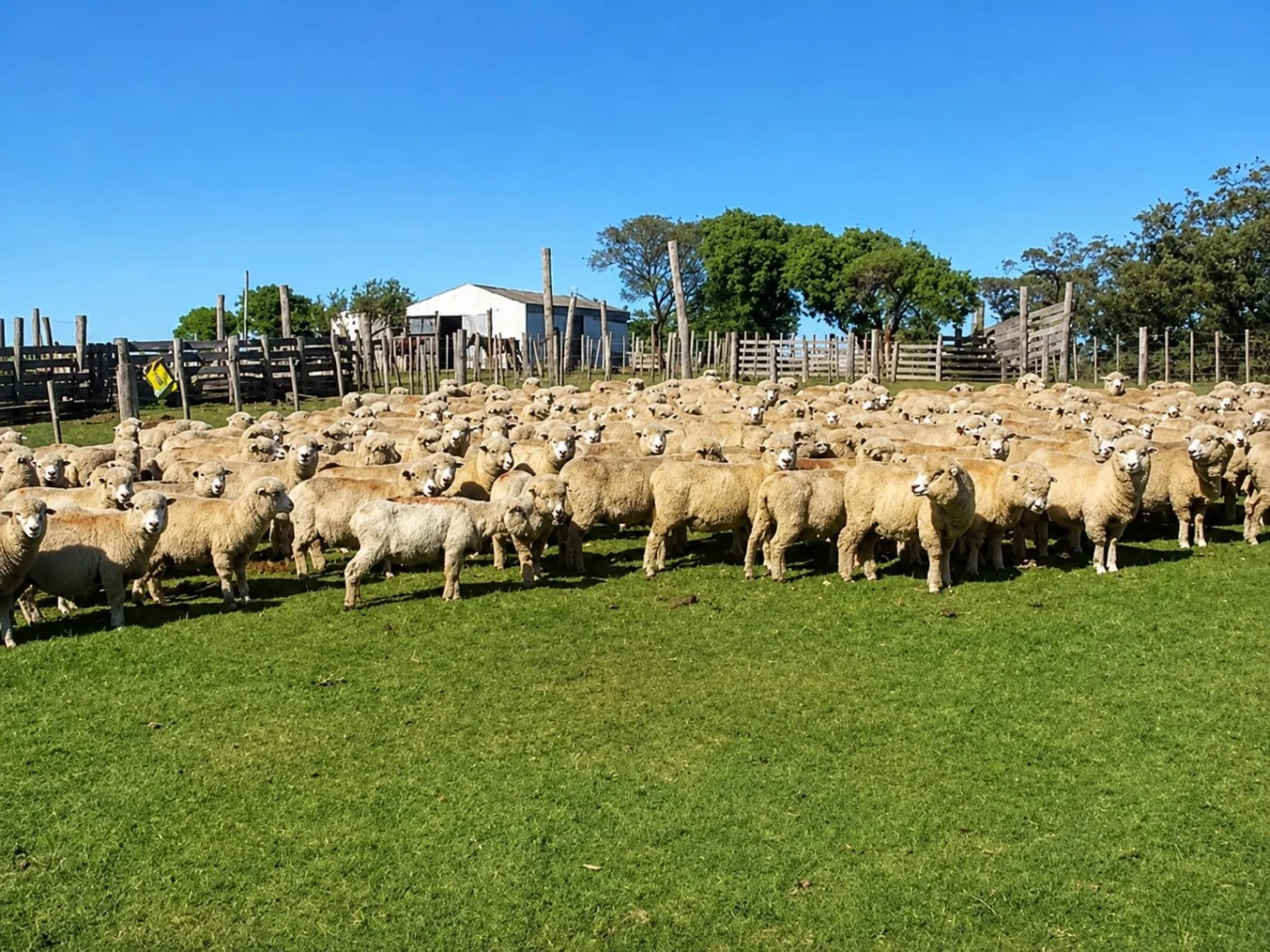 Campo en Arachania, propiedad 291800 -Imagen 2