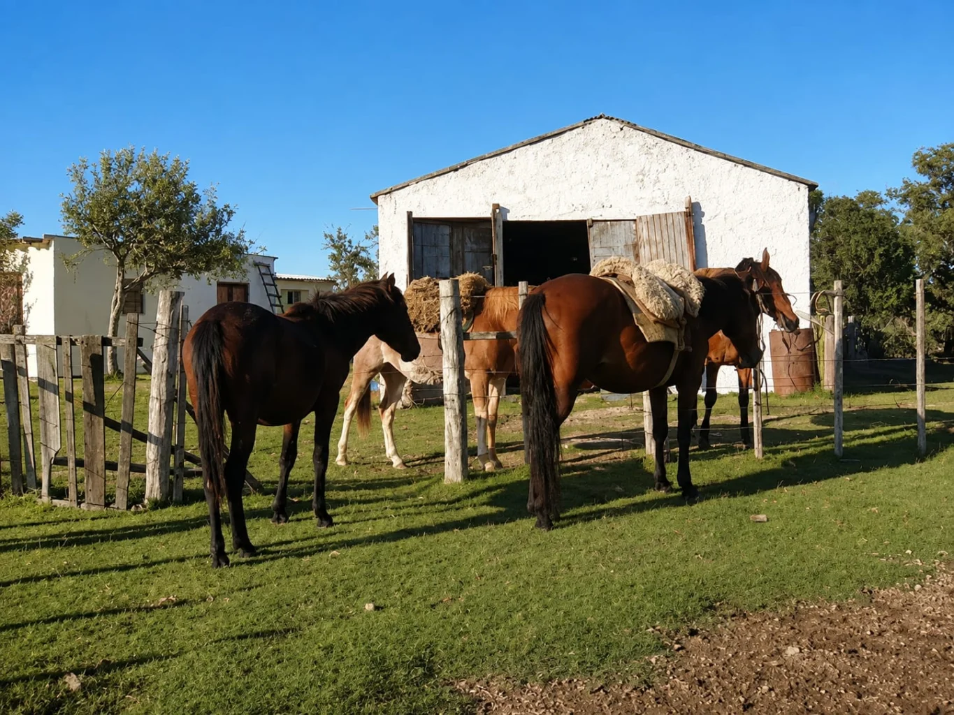 Campo en Arachania, propiedad 291800 -Imagen 4