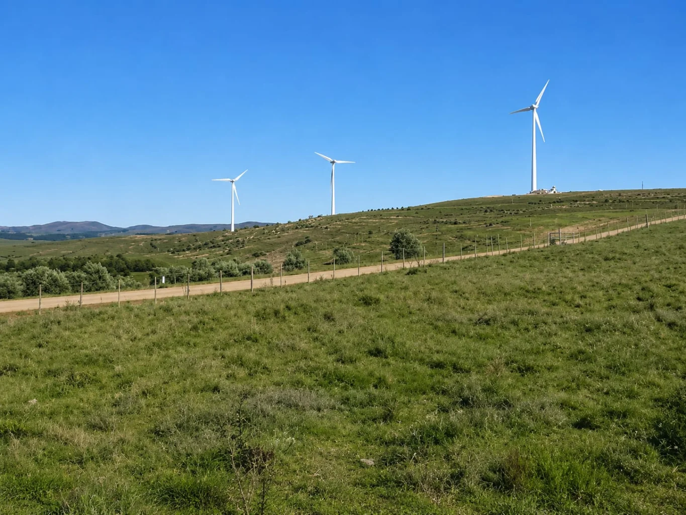 Campo en Arachania, propiedad 291800 -Imagen 6